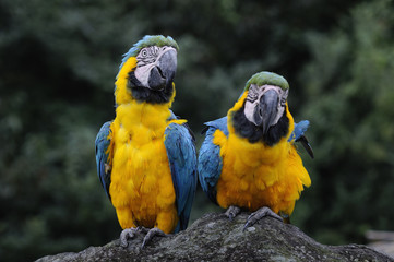 ルリコンゴウインコ