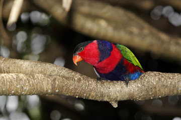 Black-capped lory, Lorius lory