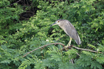 Black-crowned night-heron
