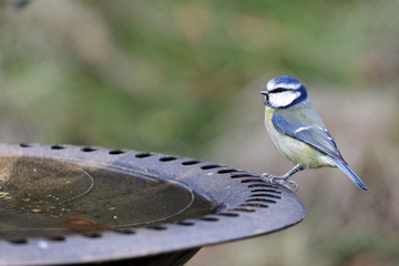 Blue tit, Parus caeruleus