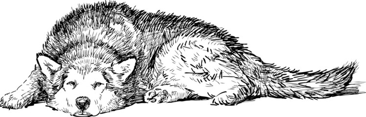 lying husky © asmakar