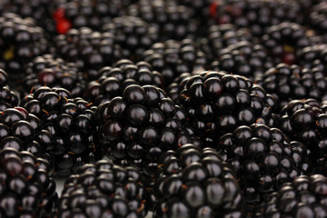 Sweet blackberry close up