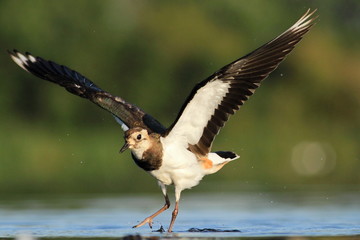 Northern Lapwing Vanellus vanellus
