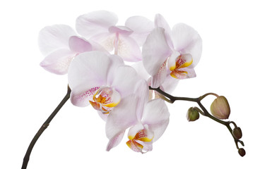 Orchideenzweig mit rosa gefleckten Zentren