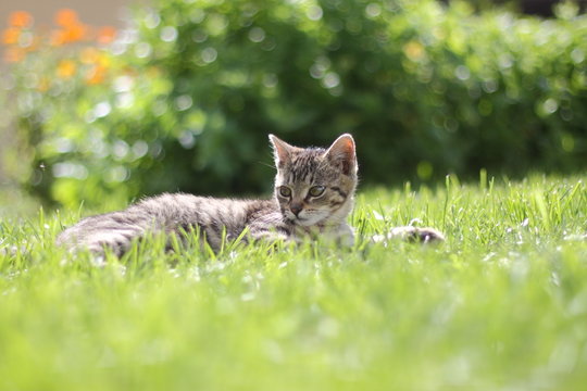 Garden kitten