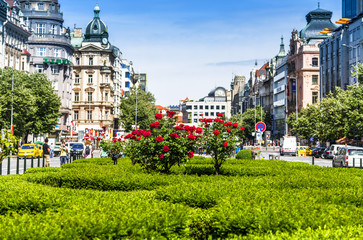 Fototapeta premium Wenzelsplatz Prag und Rosen