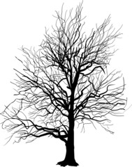 Obraz premium bare tree silhouette isolated on white