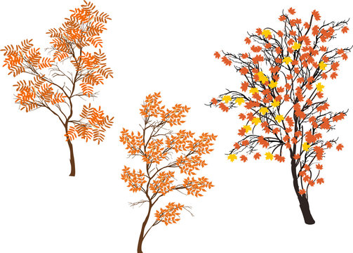 three orange fall trees isolated on white