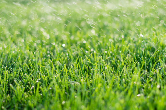 Lawn grass under water drops.