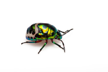 Green beetle on white background