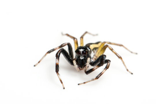 Image of jumper spider on white background