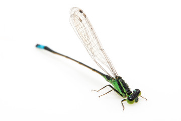 small green dragonfly on white background