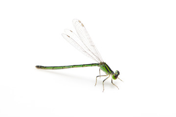 small green dragonfly on white background