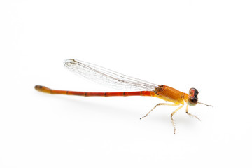 small orange dragonfly isolated on white background
