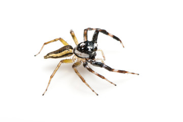 Image of jumper spider on white background