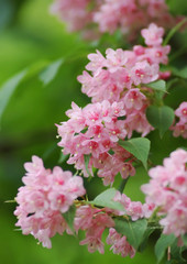 サワウツギ_満開