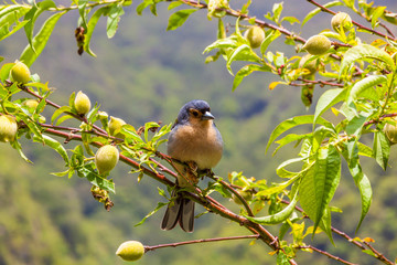 Madeiran chaffinch