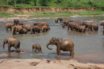 Elephant herd washes at river