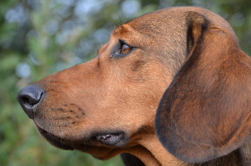 Jagdhund Alpenlaendische Dachsbracke