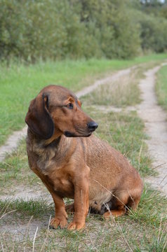 Jagdhund Alpenlaendische Dachsbracke