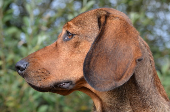 Jagdhund Alpenlaendische Dachsbracke