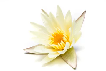 Cercles muraux fleur de lotus fleur de lotus blanc