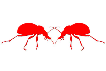 Two red beetle came together in the fight