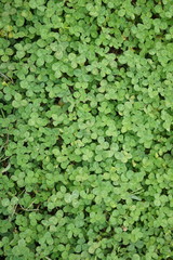 四つ葉のクローバー