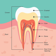Tooth anatomy