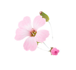 Naklejka premium delicate pink flowers