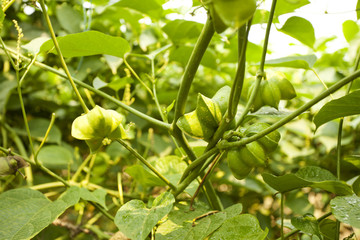 Sasha Inchi fruit, Fruit of Sasha Inchi tree wine in plantation