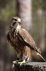 Saker Falcon