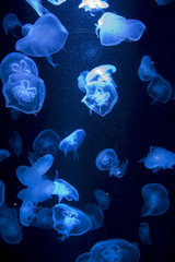 Jellyfish in aquarium exhibit with blue lights
