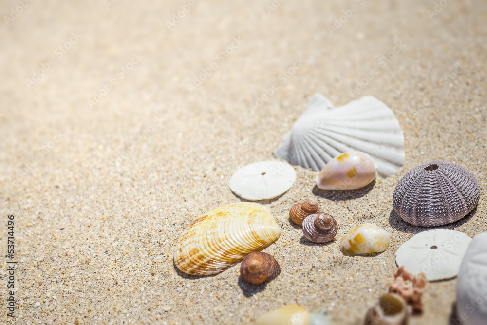 Wall mural shells and sand