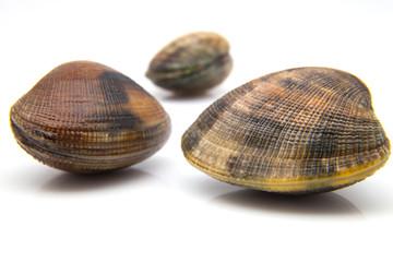 almejas frescas