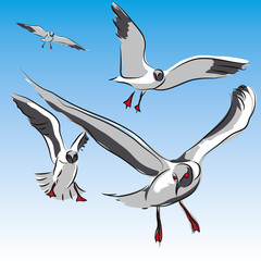möwe