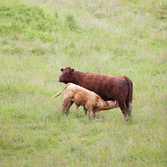 Brown cow and calf