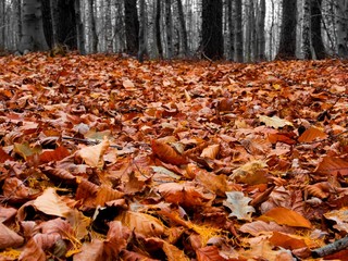 Autumn forest in misty weather with fallen leaves