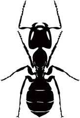Ant isolated silhouette