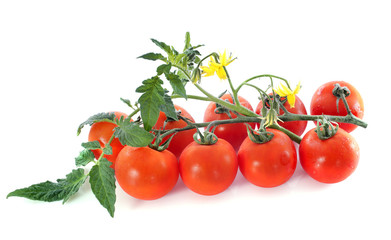 cheery tomatoes