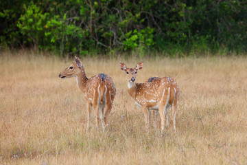 Naklejka na ściany i meble Sika deer in jungls of Sri Lanka
