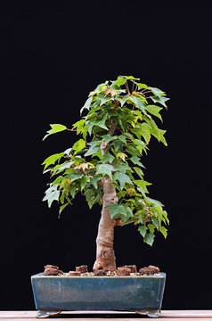 Maple Bonsai