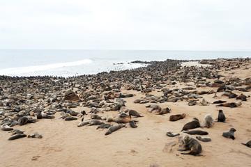 Fototapeta na wymiar group of seals
