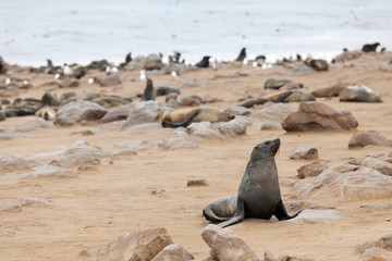 group of seals