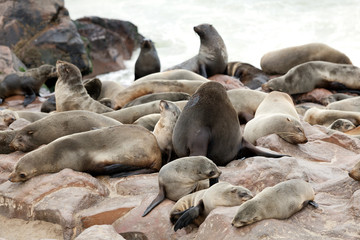 Fototapeta premium group of seals