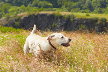 Dog on the meadow