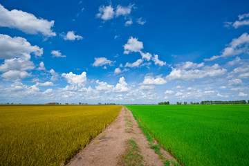 Fototapeta na wymiar Green and Yellow rice field