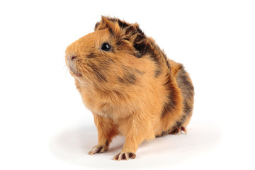 guinea pig