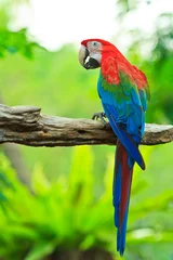  Macaw parrot © Photo Gallery