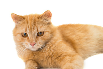 ginger cat